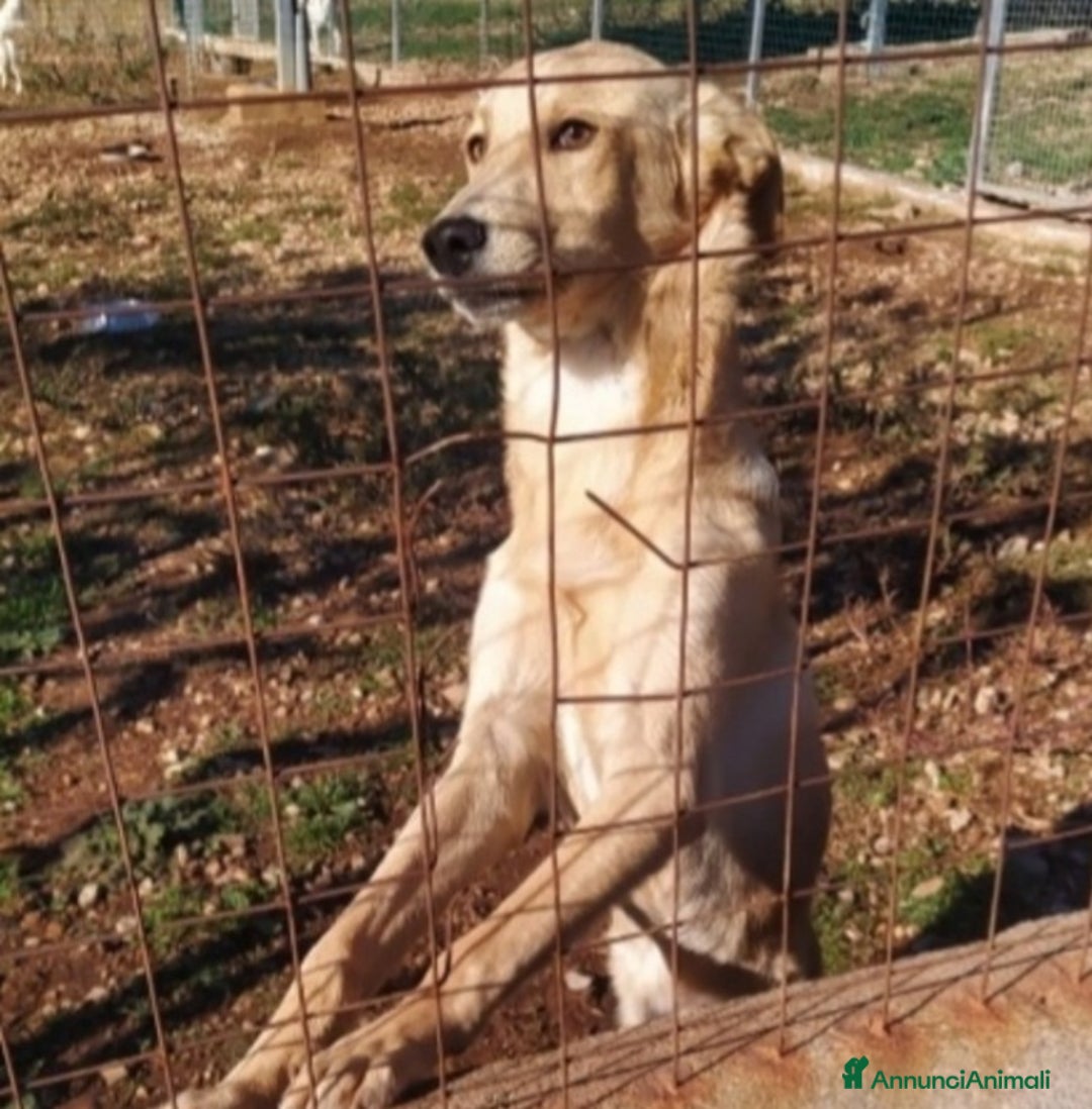 Meticcio cani in regalo: Speck 10/11mesi zero richieste finito in box.SUD a Città metropolitana di Milano - Immagine 3