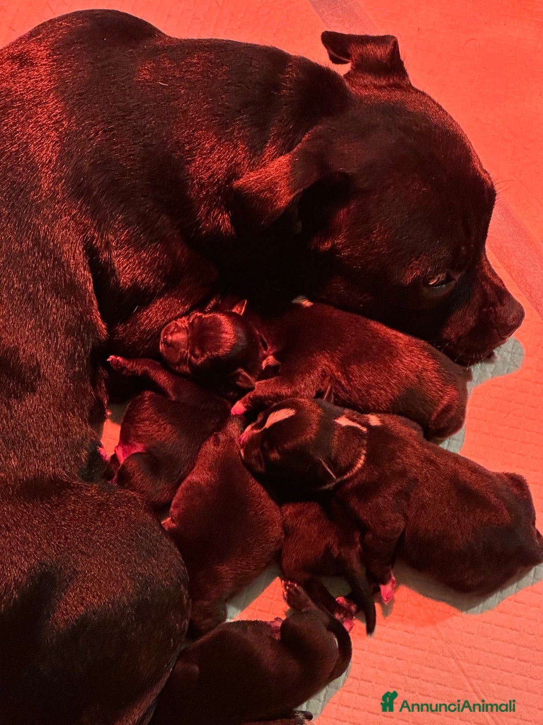 Staffordshire cani in vendita: Staffordshire Bull Terrier (Staffy) - Annuncio 17