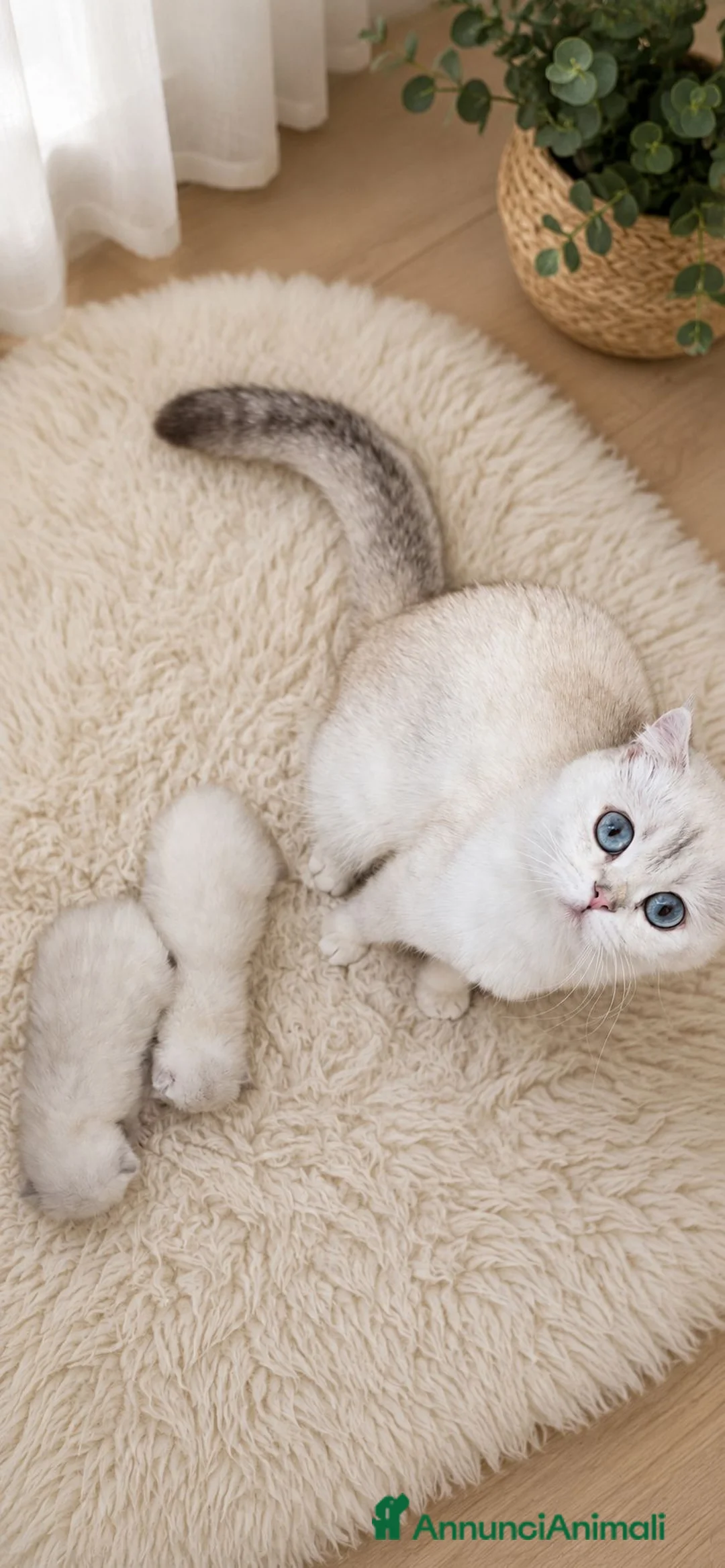 Scottish gatti in vendita: Cucciolo maschietto scottish - Annuncio 2