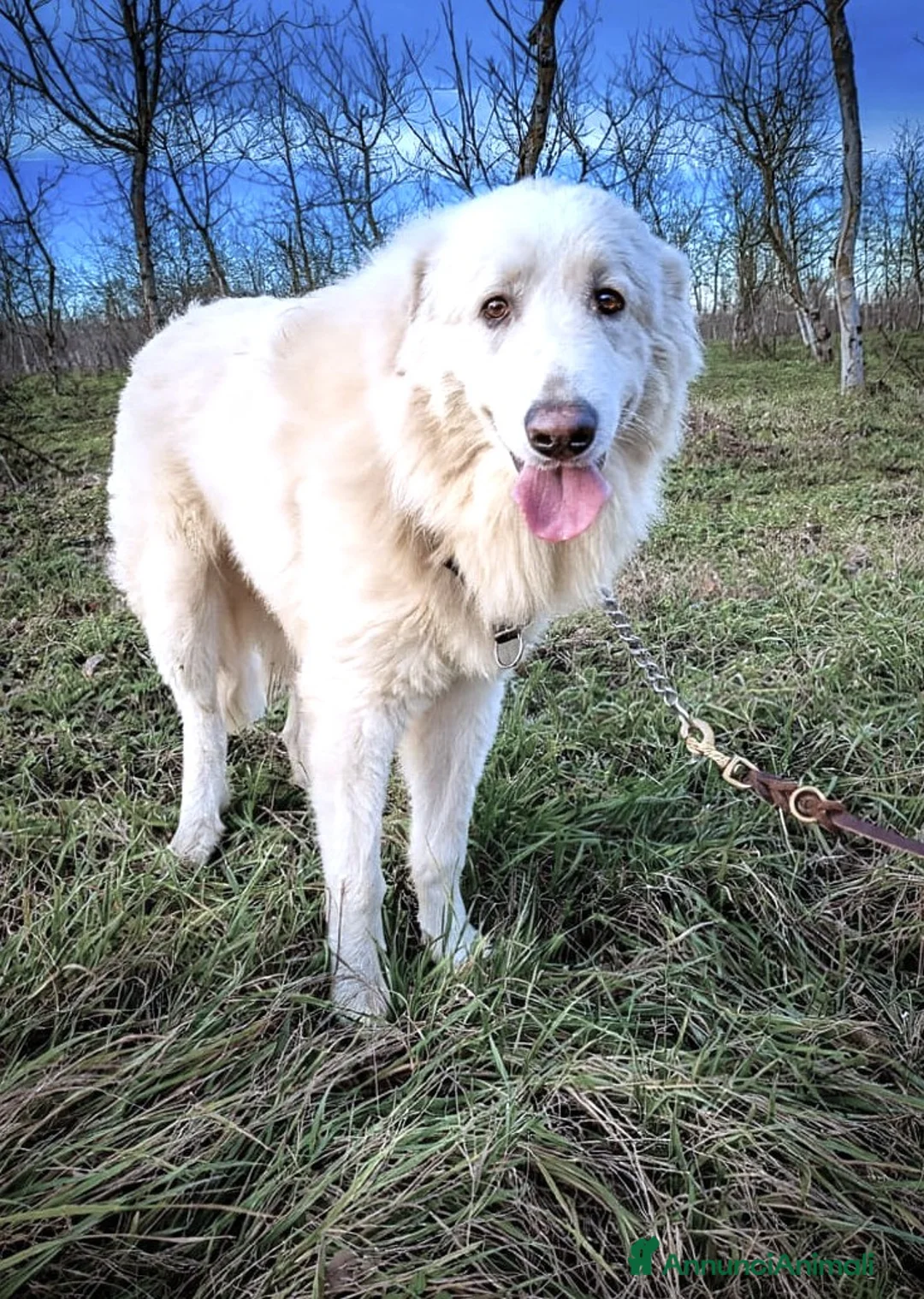 Cane da Montagna dei Pirenei cani in regalo: Cucciolone Patou raggio di luna: candido e buono - Annuncio 11