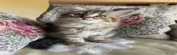 Siberiano gatti in vendita: Gattina Siberiana - Annuncio 5