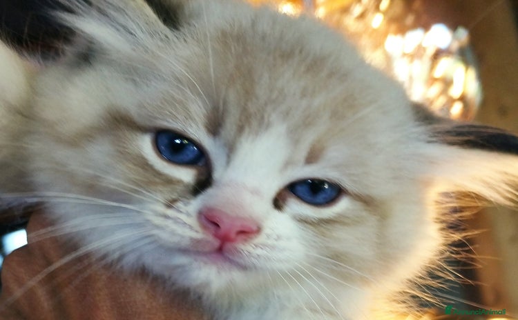 Ragdoll gatti a Provincia di Teramo - Annuncio 1