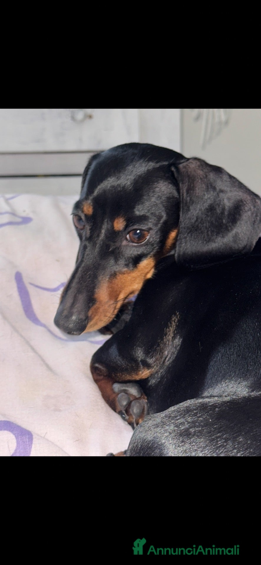 Bassotto Nano cani Cucciolo di bassotto maschio  - Annuncio 1
