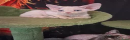 Devon Rex gatti in vendita: Devon rex red point  - Annuncio 5