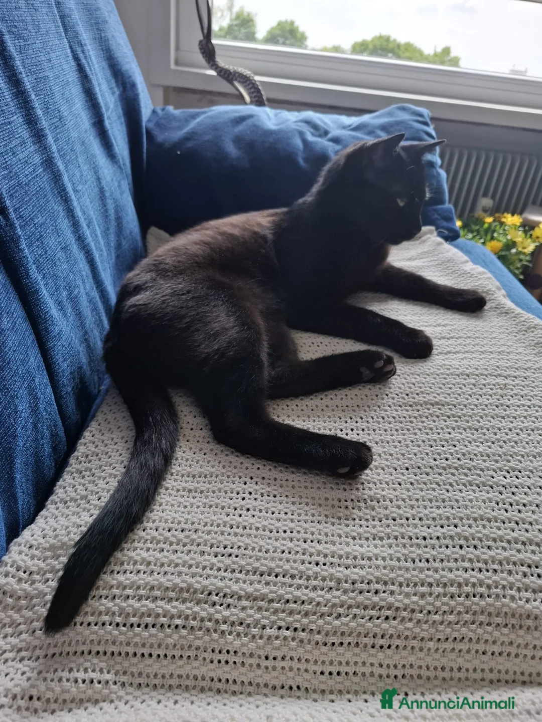 Europeo gatti in regalo: gatto cucciolo 7 mesi cerca casa🖤 - Annuncio 2