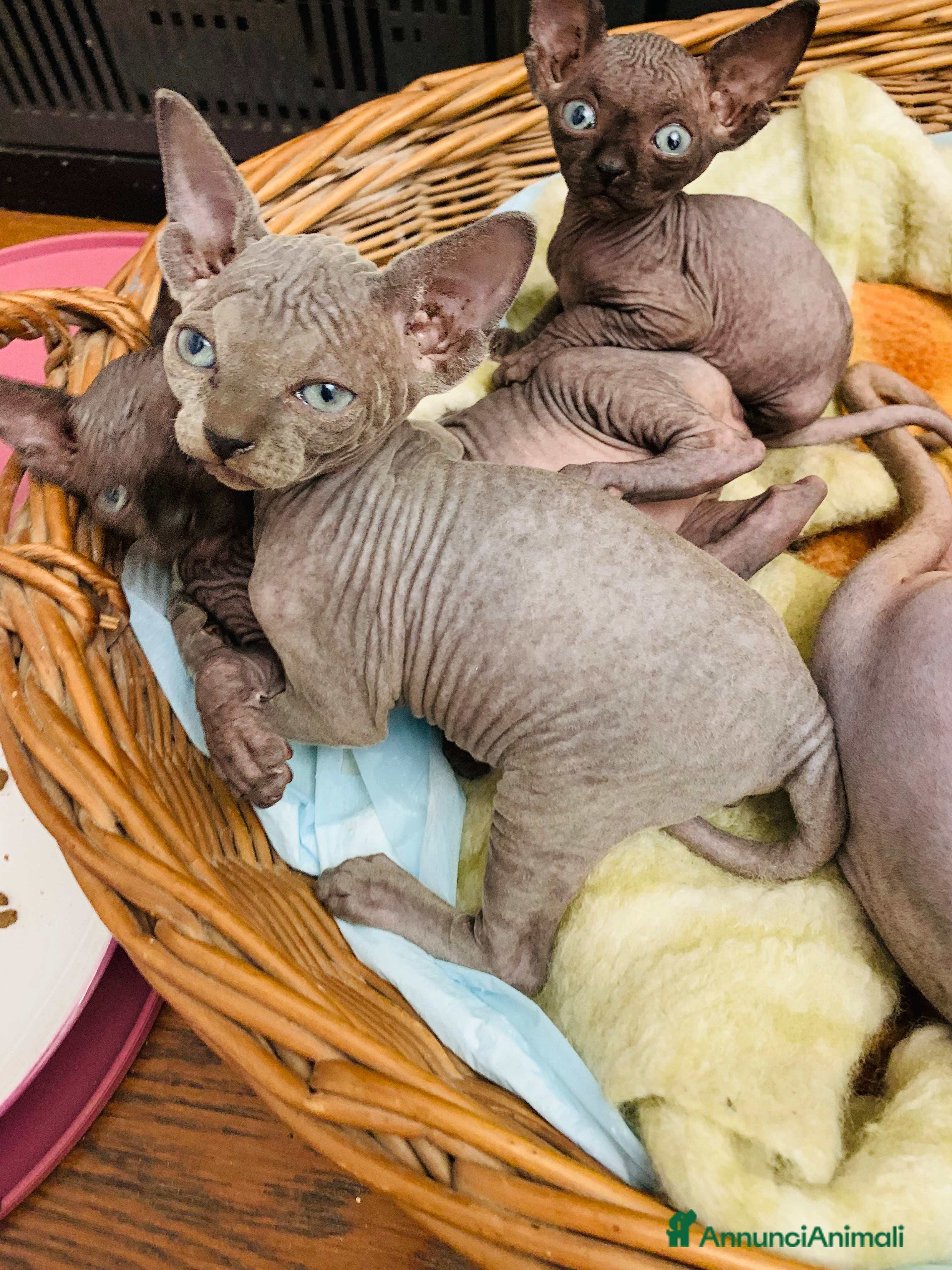 Sphynx gatti Sphink in vendita - Annuncio 1