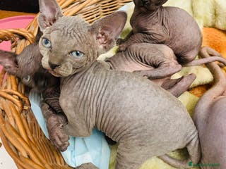 Sphynx gatti Sphink in vendita - Annuncio 1