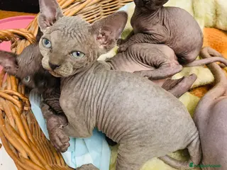 Sphynx gatti Sphink in vendita - Annuncio 19