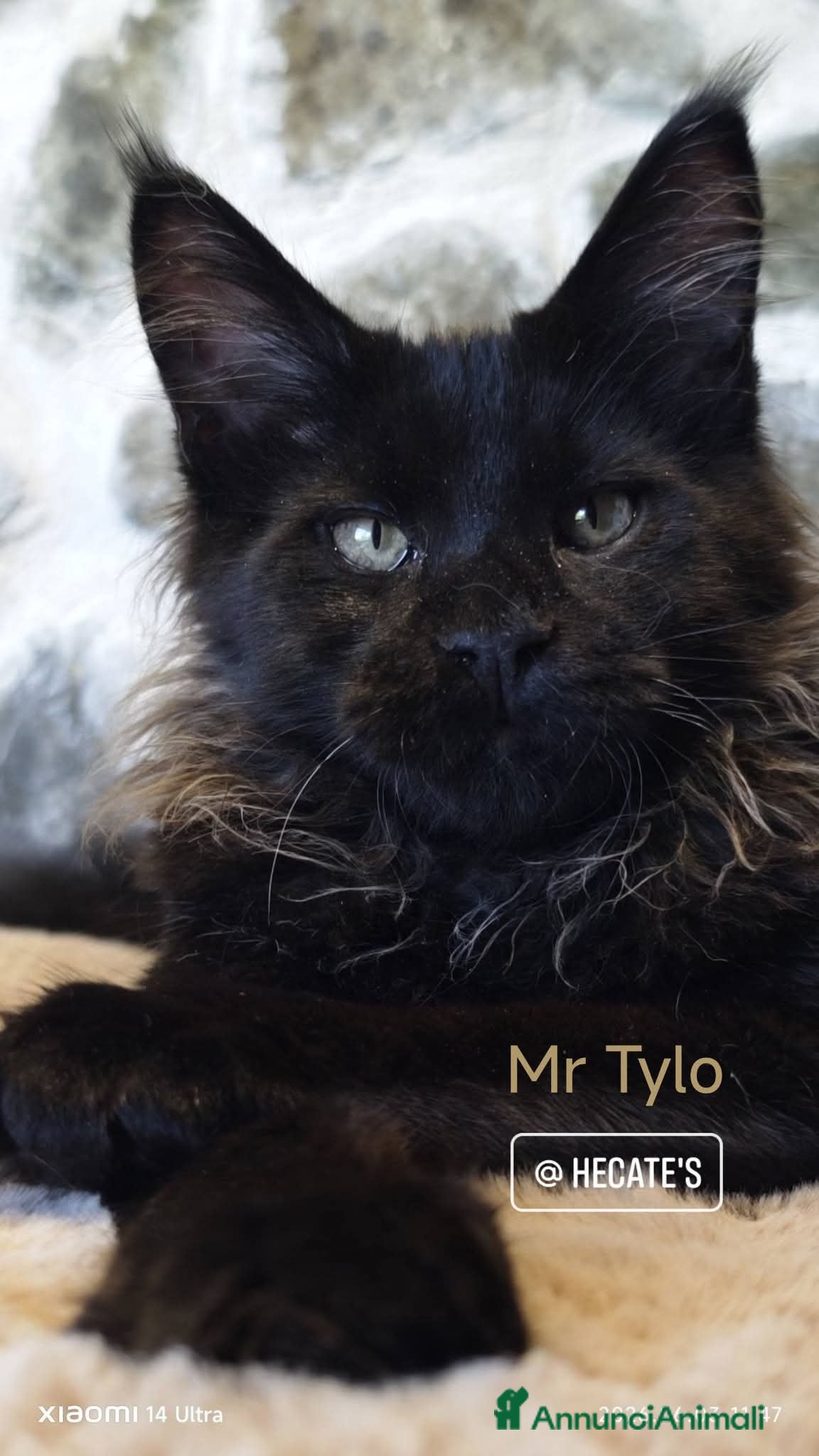 Maine Coon gatti Maine Coon maschietto  - Annuncio 1