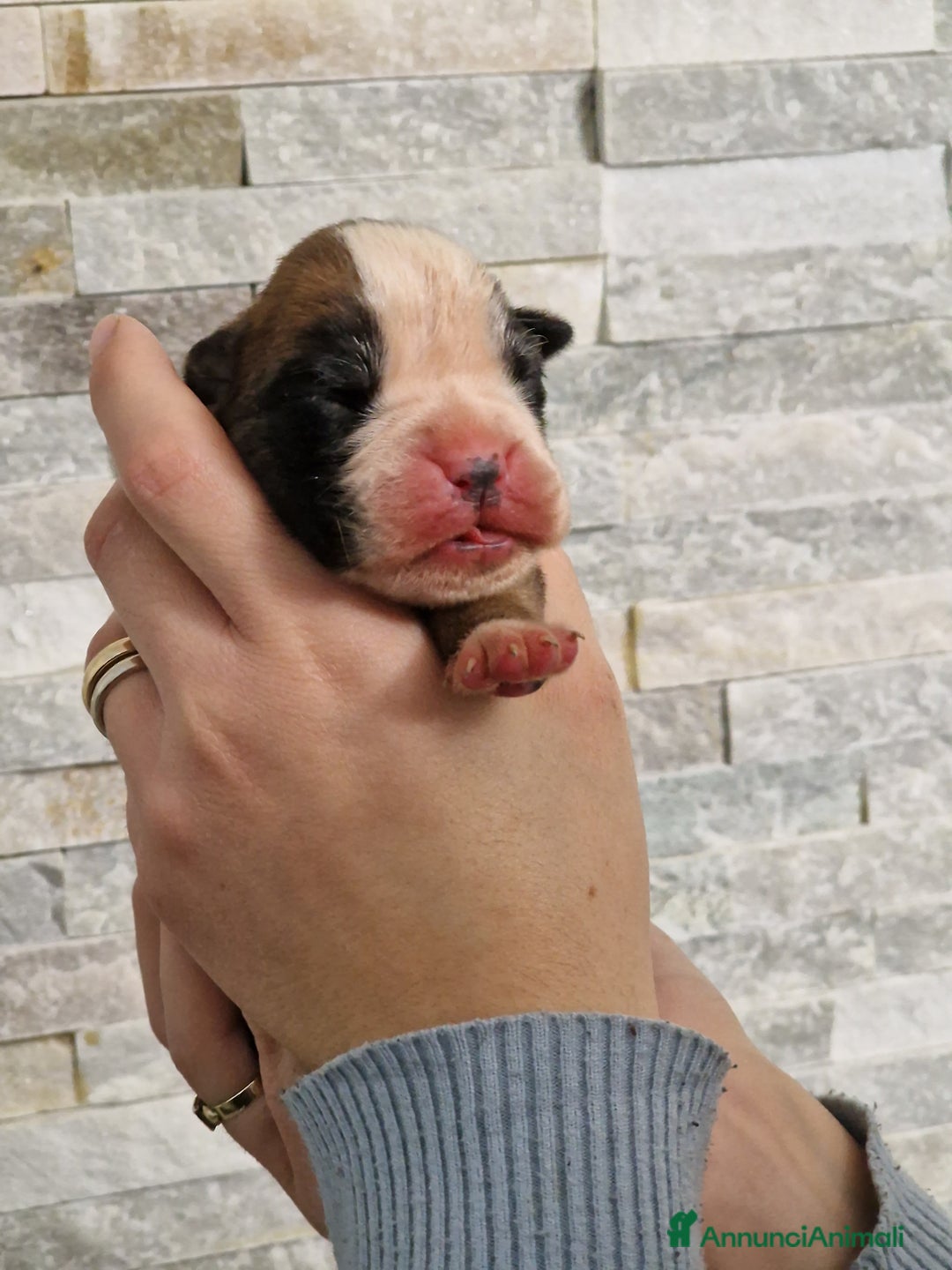 Boxer cani in vendita: Cuccioli Boxer del Principe di Tavi - Annuncio 8