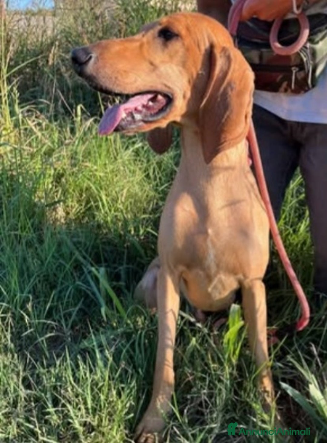 Segugio cani in regalo: Segugio 2anni e 1/2 viveva in 1casolare.ROVIGO SOS - Annuncio 3