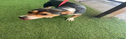 Jack Russell cani in regalo: Si chiama Venere - Annuncio 7