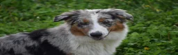 Australian Shepherd cani in vendita: Australian Shepherd pedigree ENCI - Annuncio 18