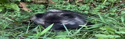 Wolfspitz cani in vendita: Cuccioli Wolfspitz - Annuncio 5