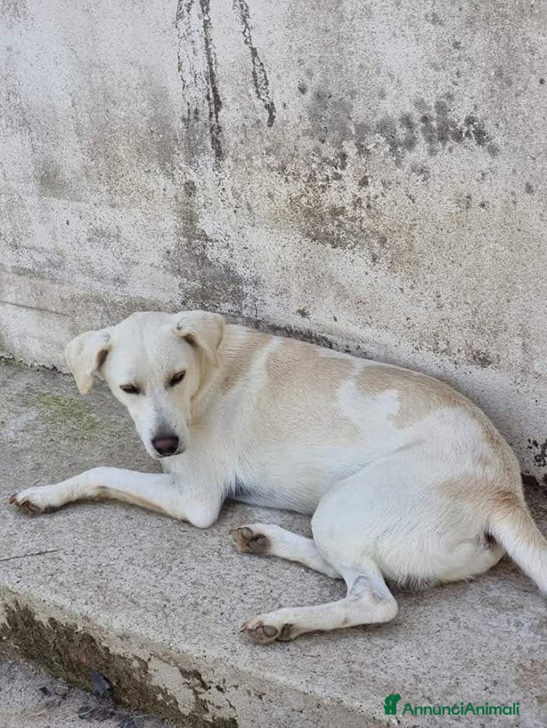 Meticcio cani in regalo: BLANCO TAGLIA MEDIA DOLCE E SIMPATICO - Annuncio 5