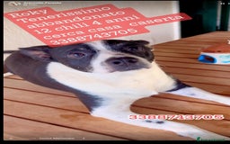 Meticcio cani in regalo: Rocky 4anni kg12 mollato mesi fa.CASERTA HELP a Città metropolitana di Milano - Immagine 3