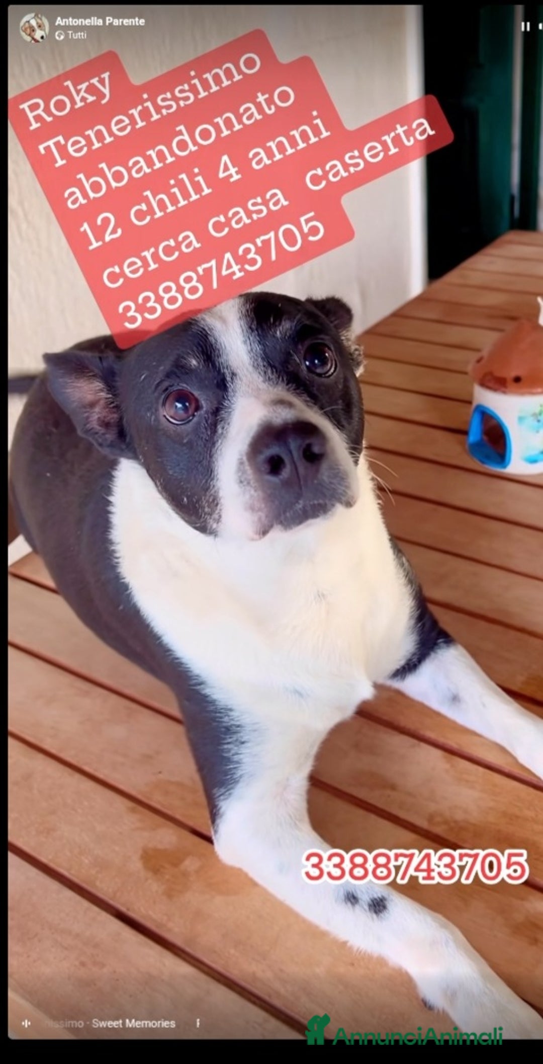 Meticcio cani in regalo: Rocky 4anni kg12 mollato mesi fa.CASERTA HELP a Città metropolitana di Milano - Immagine 3