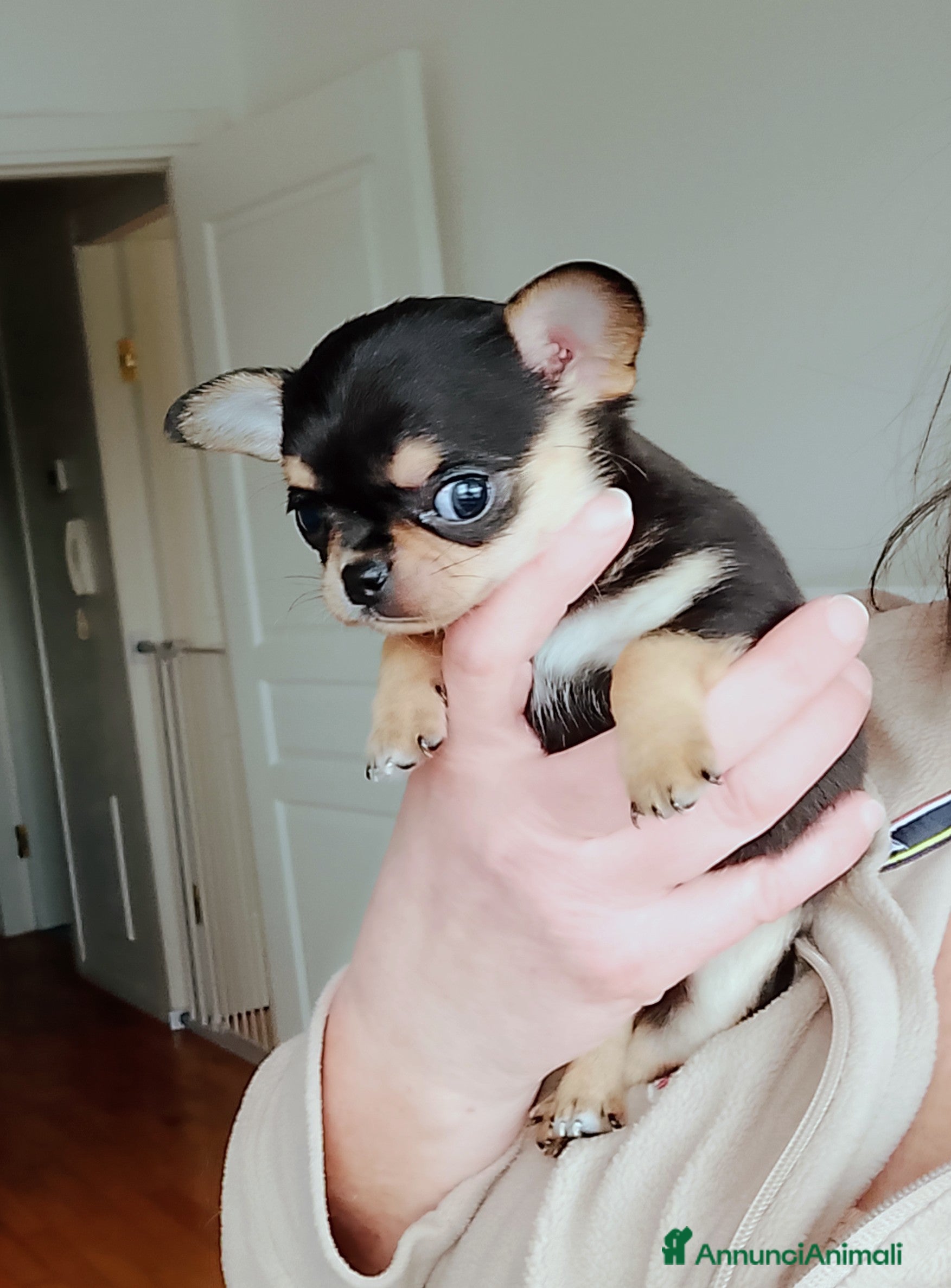 Chihuahua cani Chihuahua pedigree ENCI  - Annuncio 6