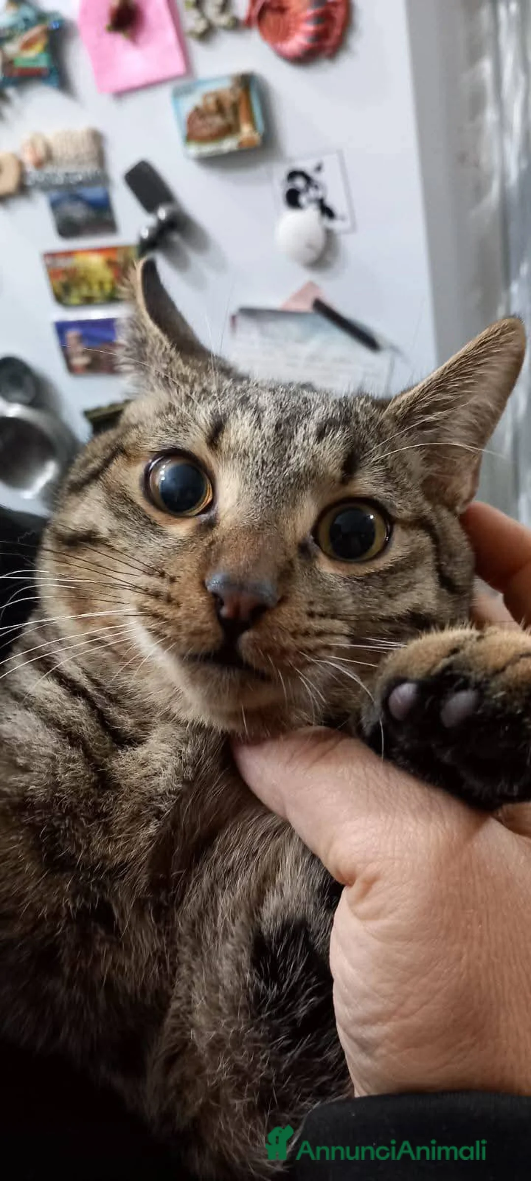 Europeo gatti in regalo: TIGRO, dolce gattino in adozione! - Annuncio 3