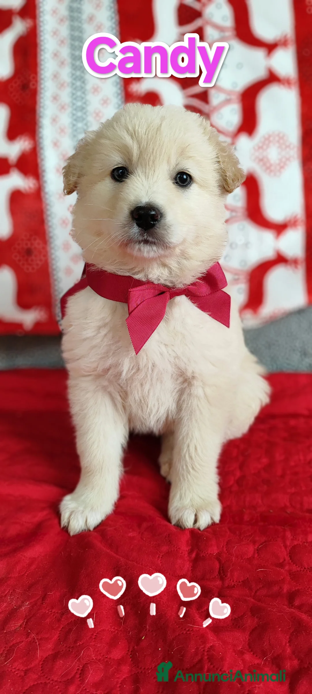 Meticcio cani in regalo: Candy e Creamy in adozione cercano famiglia  a Città metropolitana di Milano - Annuncio 1