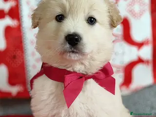 Meticcio cani Candy e Creamy in adozione cercano famiglia - Annuncio 25