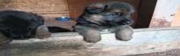 Pastore Tedesco cani in vendita: Cuccioli di Pastore Tedesco - Annuncio 5