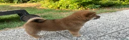 Shiba Inu cani in vendita: Shiba inu - Annuncio 5