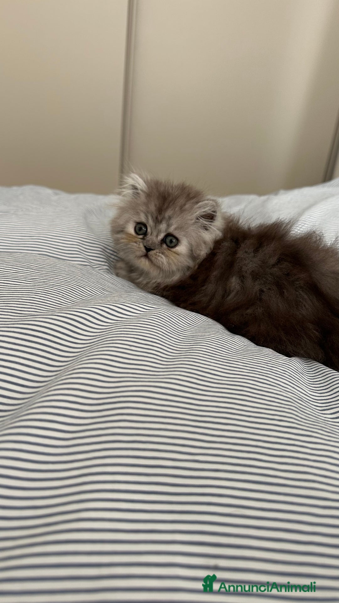 Persiano gatti in vendita: Gattina persiana chincilla Fumè - Annuncio 5