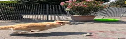 Meticcio cani in regalo: SALOMONE MAREMMANO - Annuncio 4