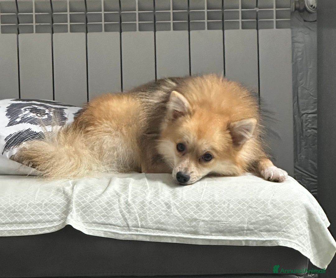 Volpino Pomerania cani per accoppiamento: Maschietto disponibile per monta  - Annuncio 5