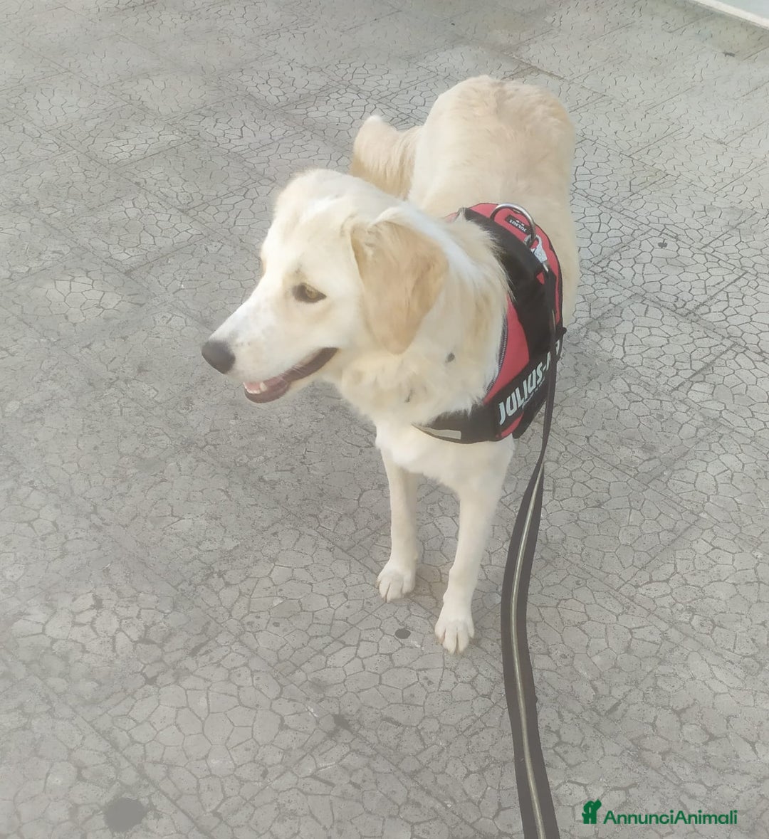 Meticcio cani in regalo: Gina 2anni mix Labrador ok gatti. SOS SICILIA  - Annuncio 4