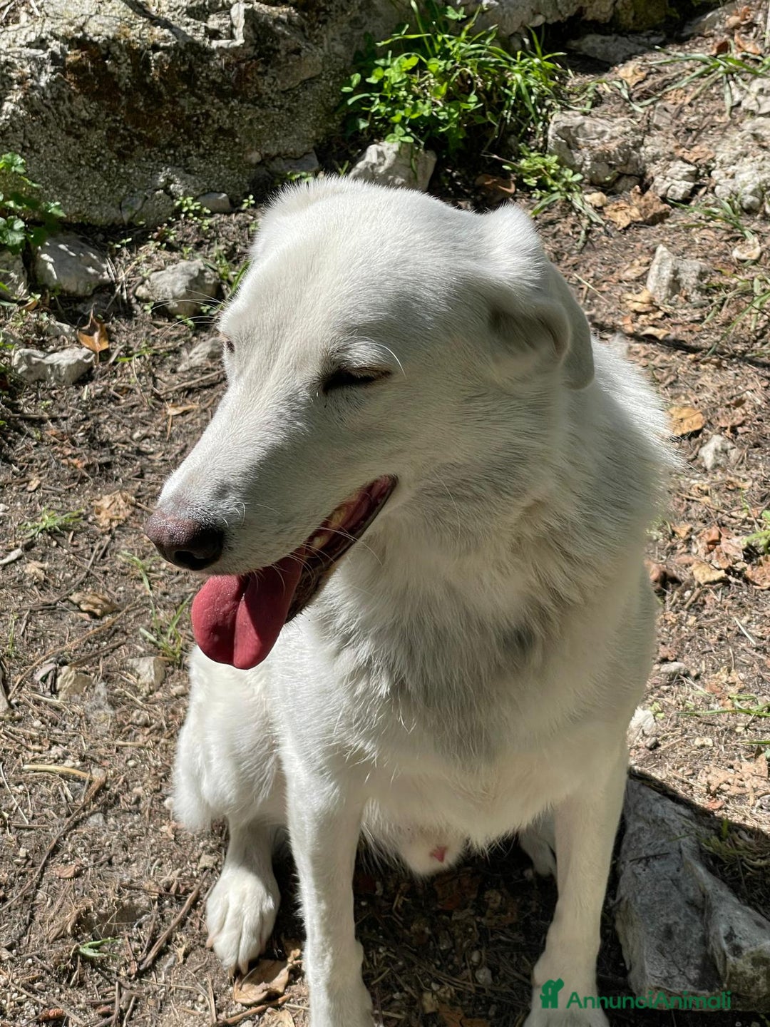 Meticcio cani in regalo: IL DOLCE CESARE - Annuncio 4