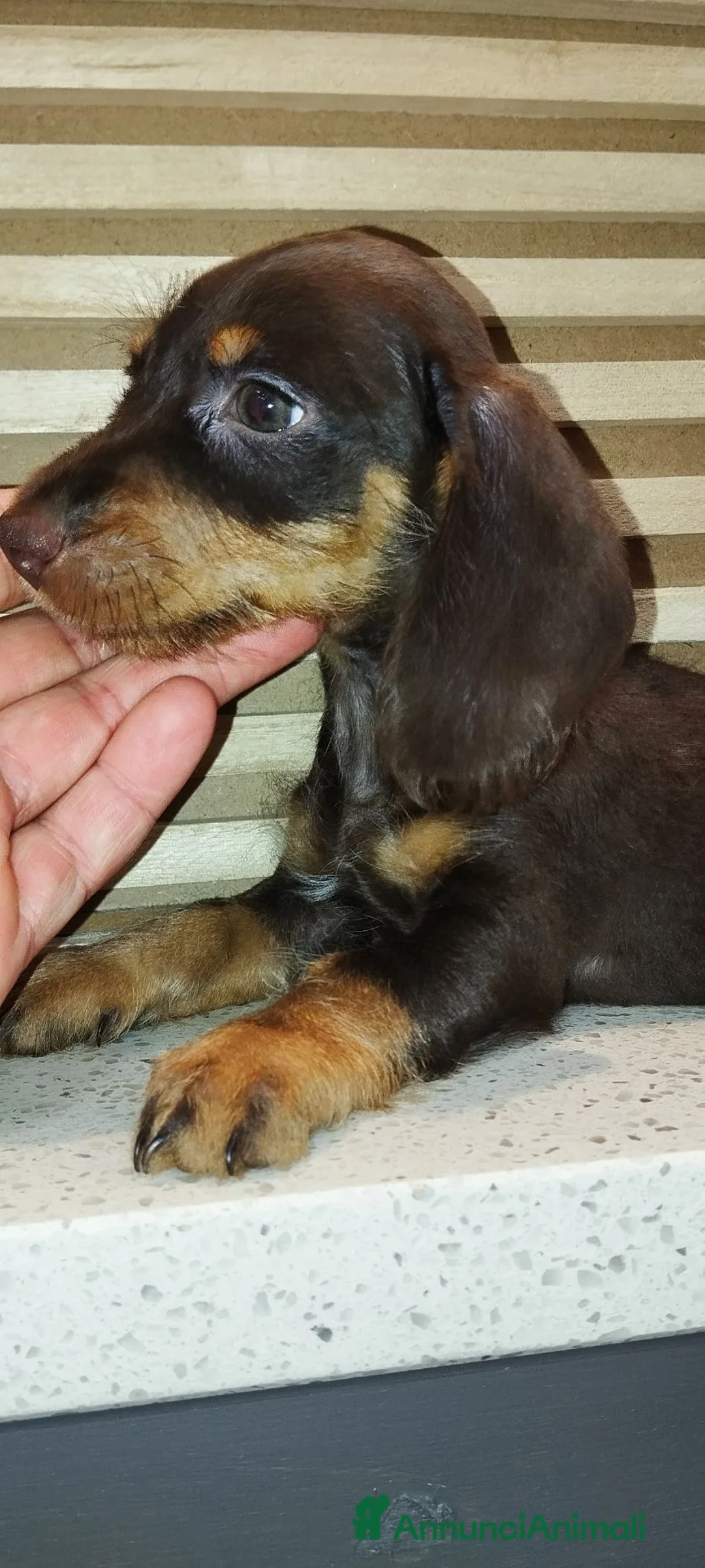 Bassotto cani in vendita: Bassotto  - Annuncio 5