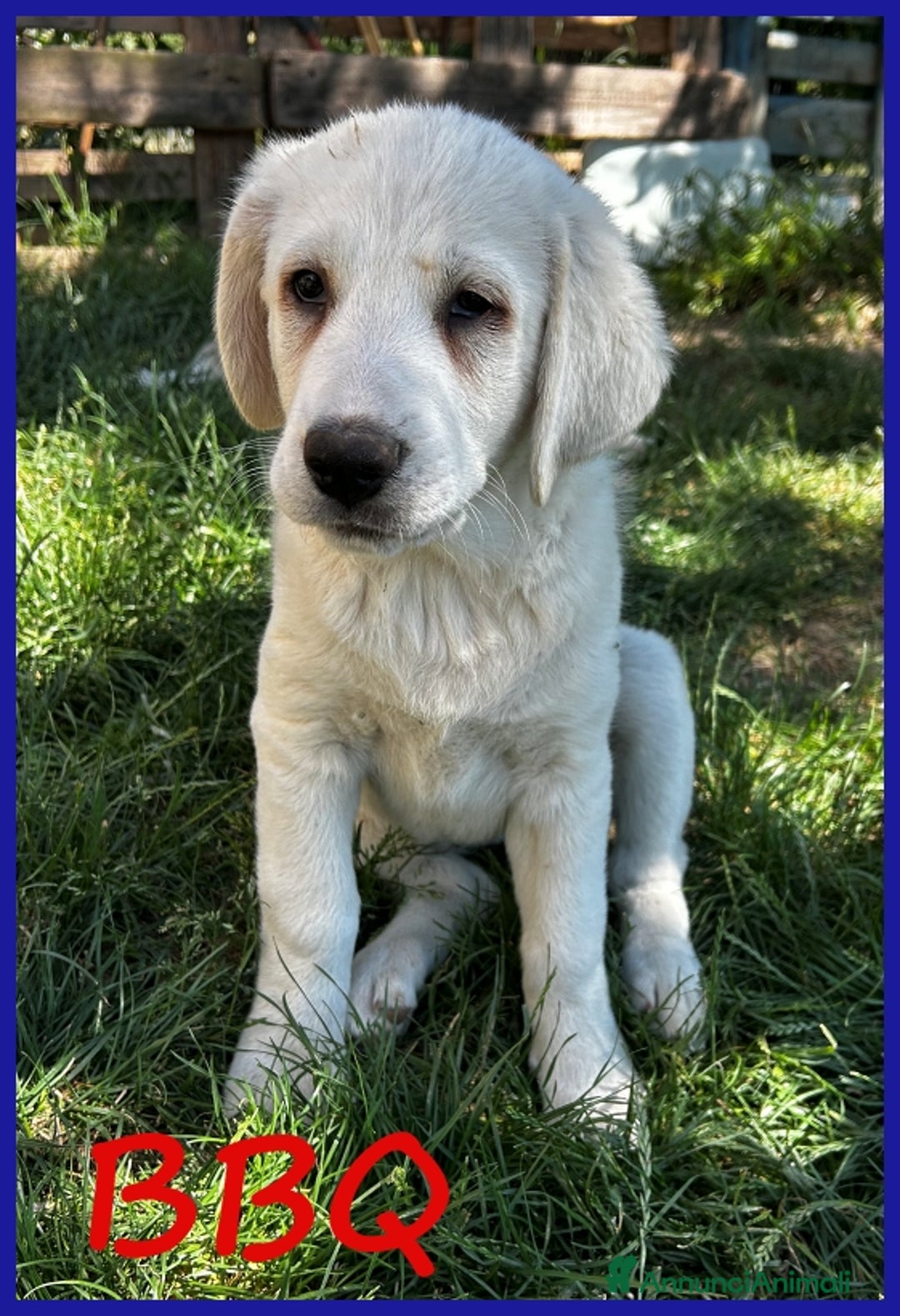 Pastore Maremmano cani in regalo: BBQ, CUCCIOLA 2 MESI MIX MAREMMANA, DOLCE NUVOLETT - Annuncio 1