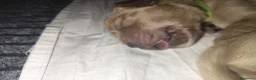 Golden Retriever cani in vendita: Cuccioli di Golden retriever con pedigree ENCI  - Annuncio 19