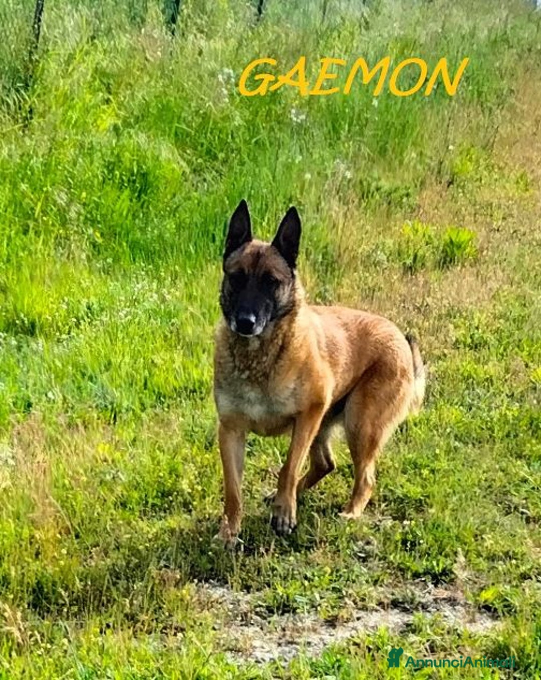 Pastore Belga cani in regalo: GAEMON past.Malinois bello come il sole - Annuncio 3