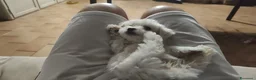 Maltese cani in vendita: Maschio Maltese - Annuncio 9