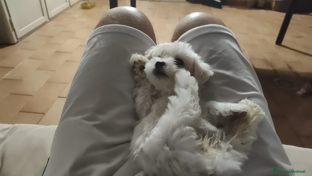 Maltese cani in vendita: Maschio Maltese - Annuncio 9