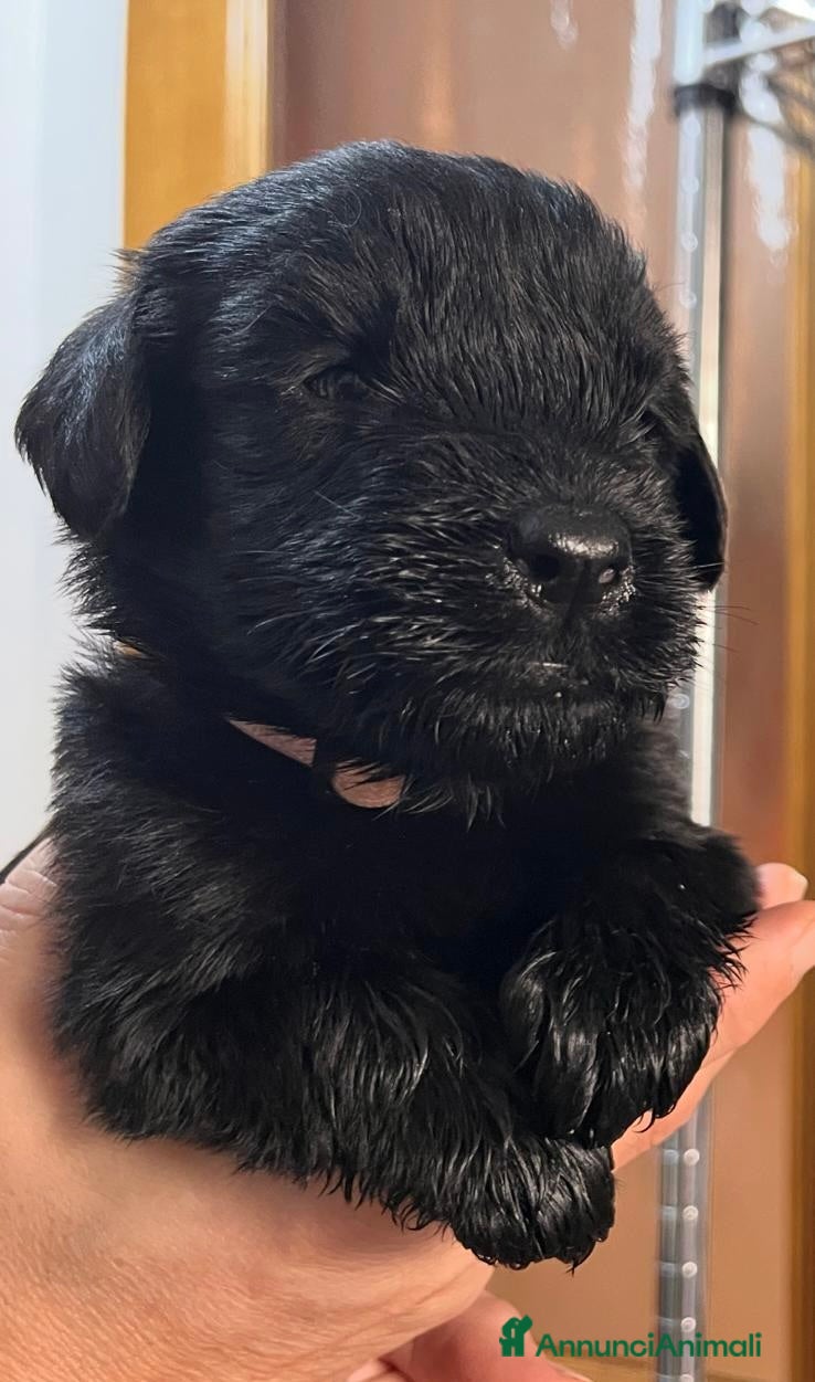 Schnauzer Gigante cani cuccioli di Schnauzer gigante  - Annuncio 14