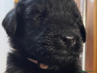 Schnauzer Gigante cani cuccioli di Schnauzer gigante - Annuncio 1