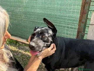 Meticcio cani Dolcissima! bellissima! 2 anni - Annuncio 3