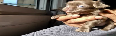 Stella
