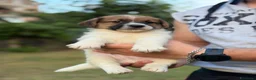 Jack Russell cani in vendita: Jack Russell altissima genealogia a Città metropolitana di Roma Capitale - Annuncio 2
