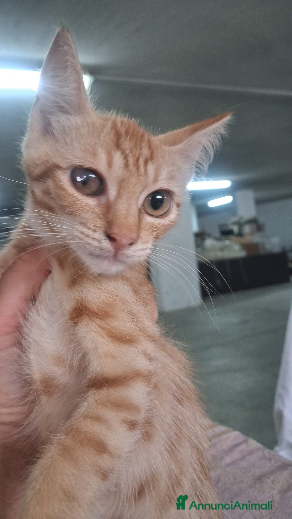 Meticcio gatti GATTINA MERAVIGLIOSA - Annuncio 25