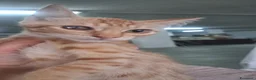 Meticcio gatti in regalo: GATTINA MERAVIGLIOSA - Annuncio 1