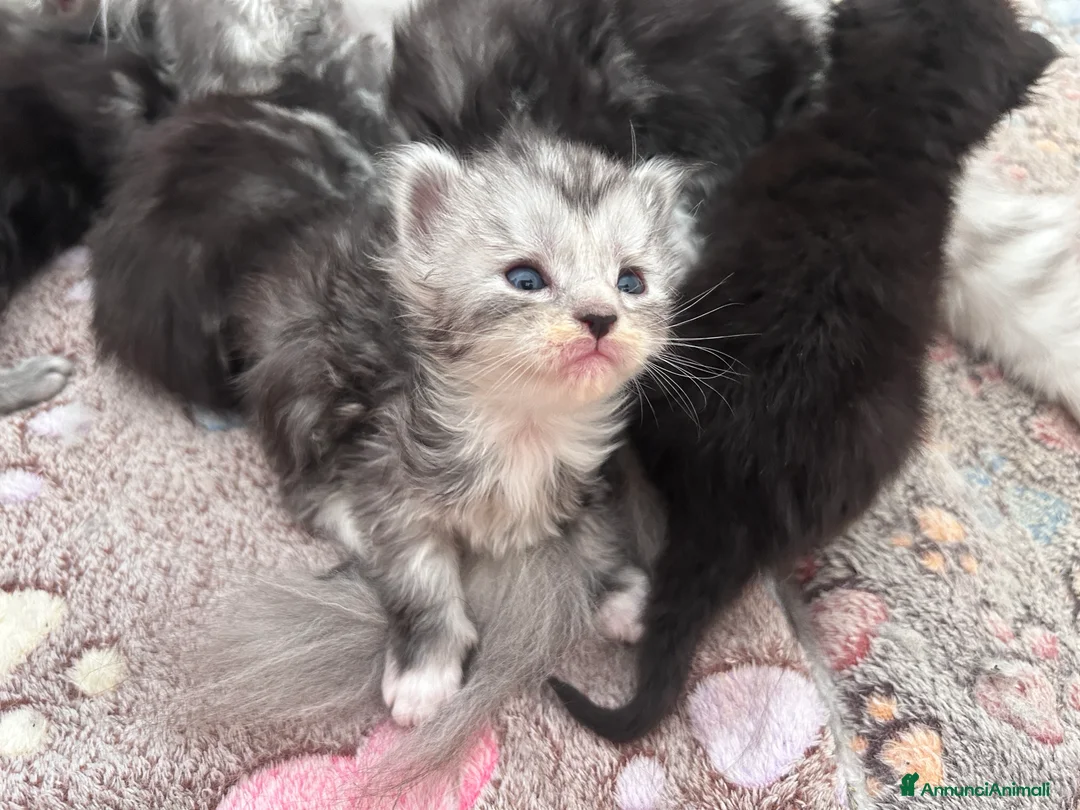 Maine Coon gatti in vendita: Cuccioli Maine Coon - Annuncio 13