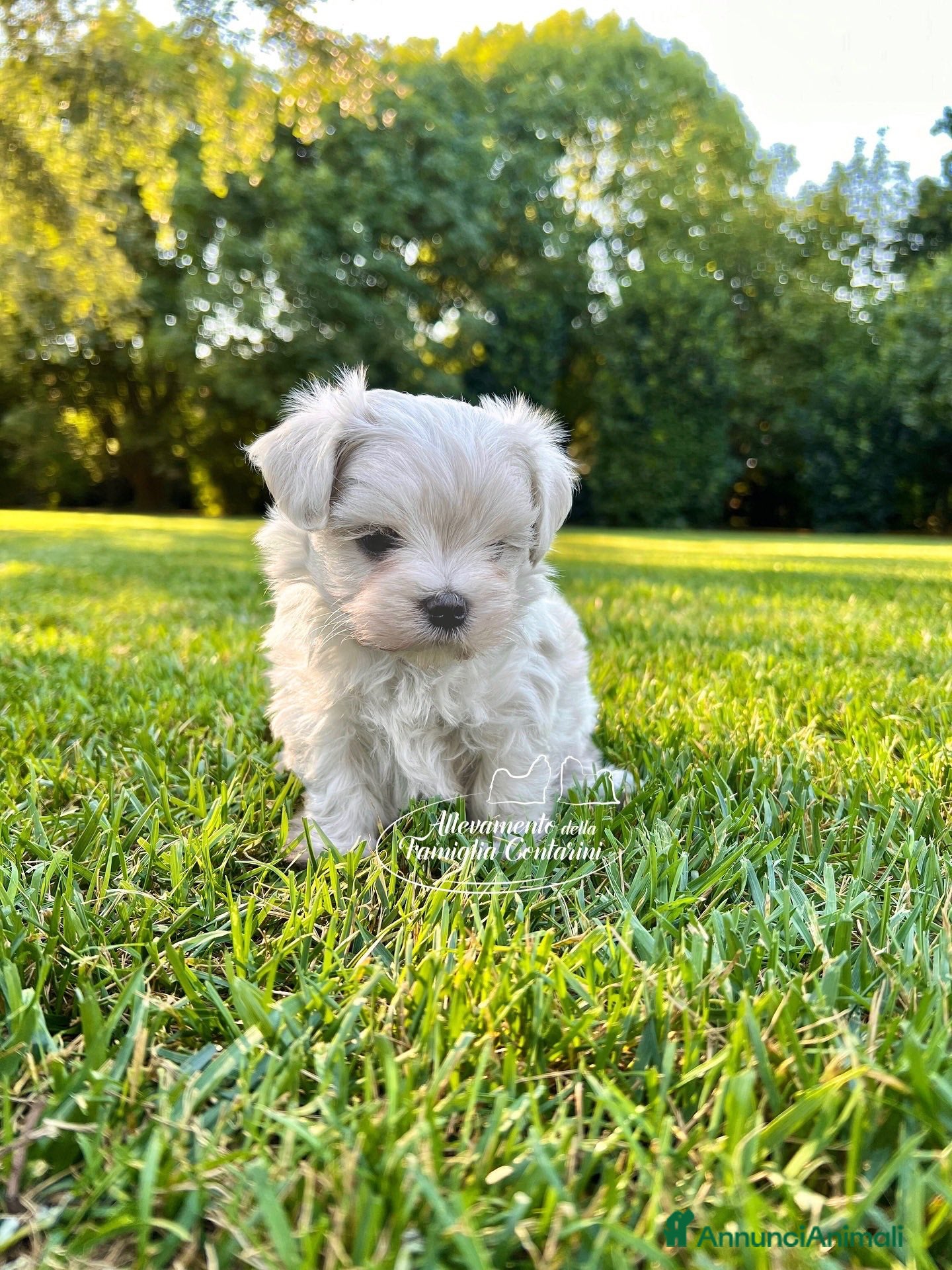 Maltese cani MALTESI MINI TOY  - Annuncio 3