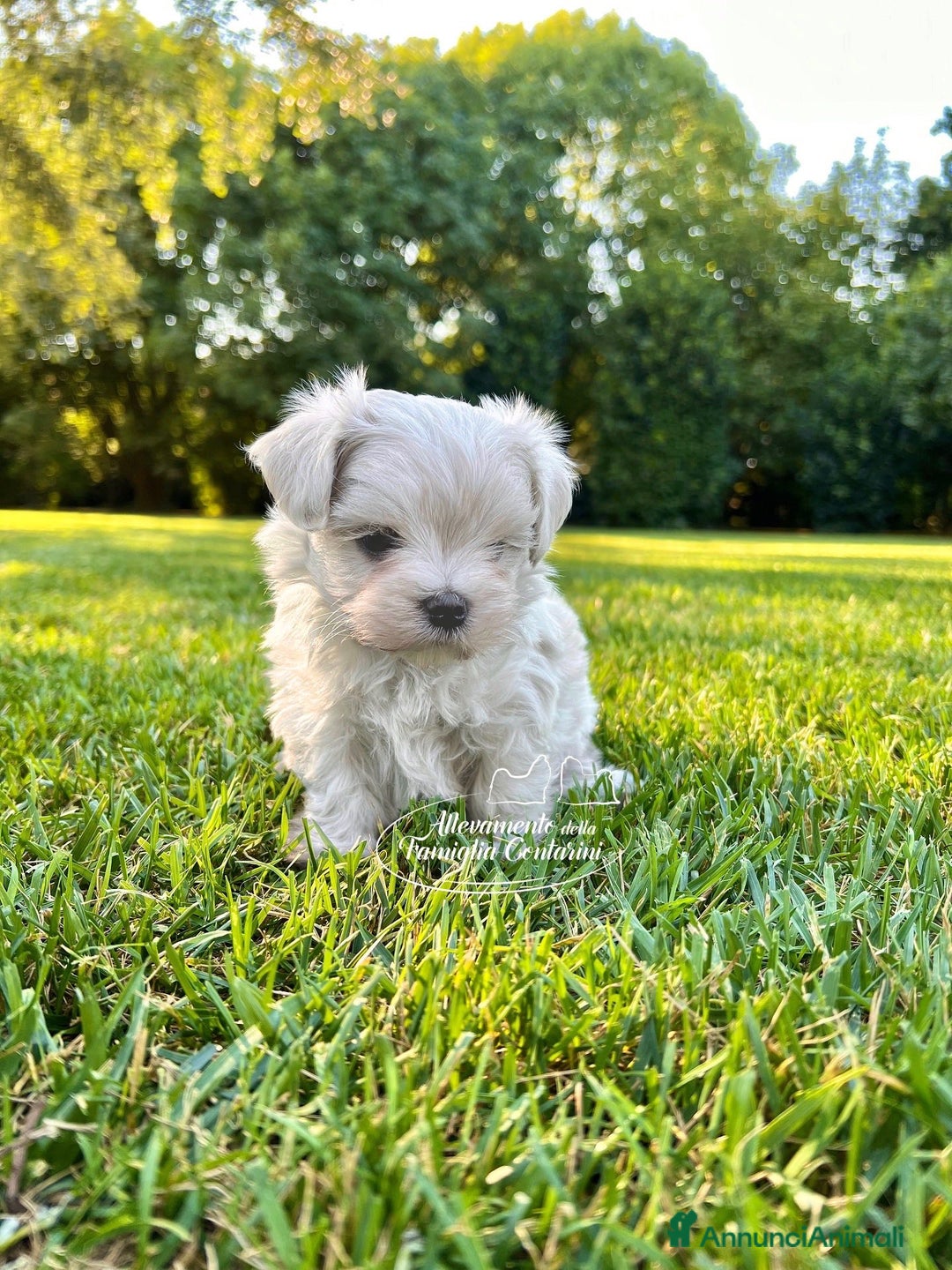 Maltese cani in vendita: MALTESI MINI TOY  - Annuncio 1