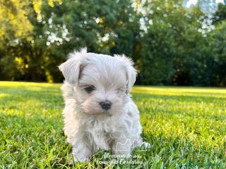 Maltese cani MALTESI MINI TOY - Annuncio 11
