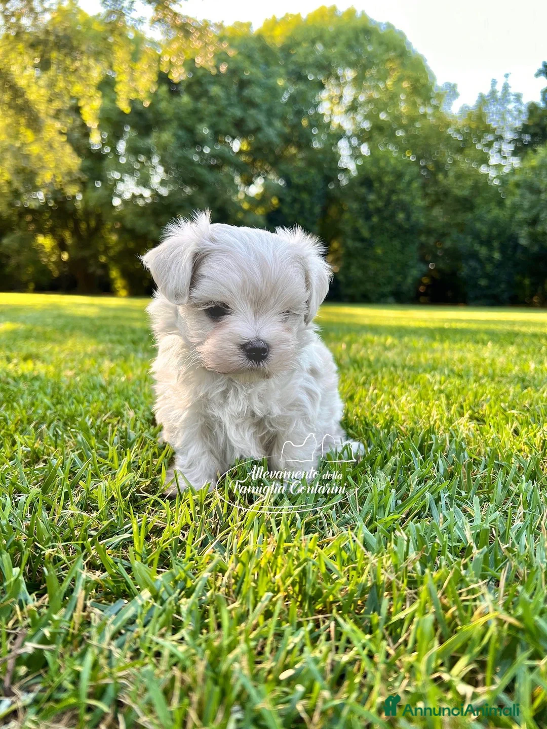 Maltese cani in vendita: MALTESI MINI TOY  - Annuncio 1